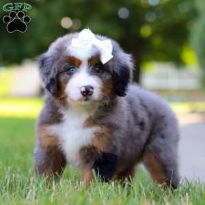 London, Mini Bernedoodle Puppy